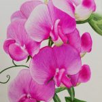 Lisa Freeman-Wood, 	"Everlasting Pea", watercolor on paper, 11x14", NFS.	Everlasting Pea is a non-native vine that grows wild profusely in my area and on my property. They are invasive and almost impossible to remove. Deer eat the vines. The flowers are white to pink.